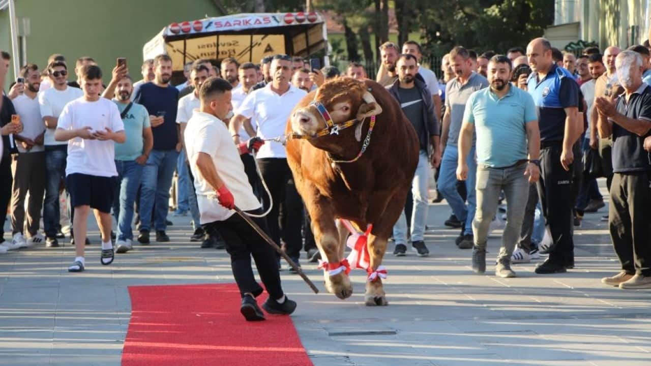 Foto - Bu defa boğalar kırmızı halıda boy gösterdi
