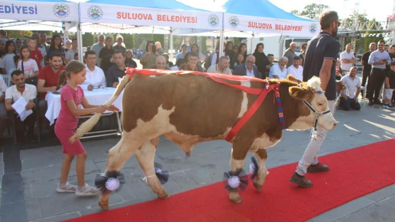 Foto - Bu defa boğalar kırmızı halıda boy gösterdi
