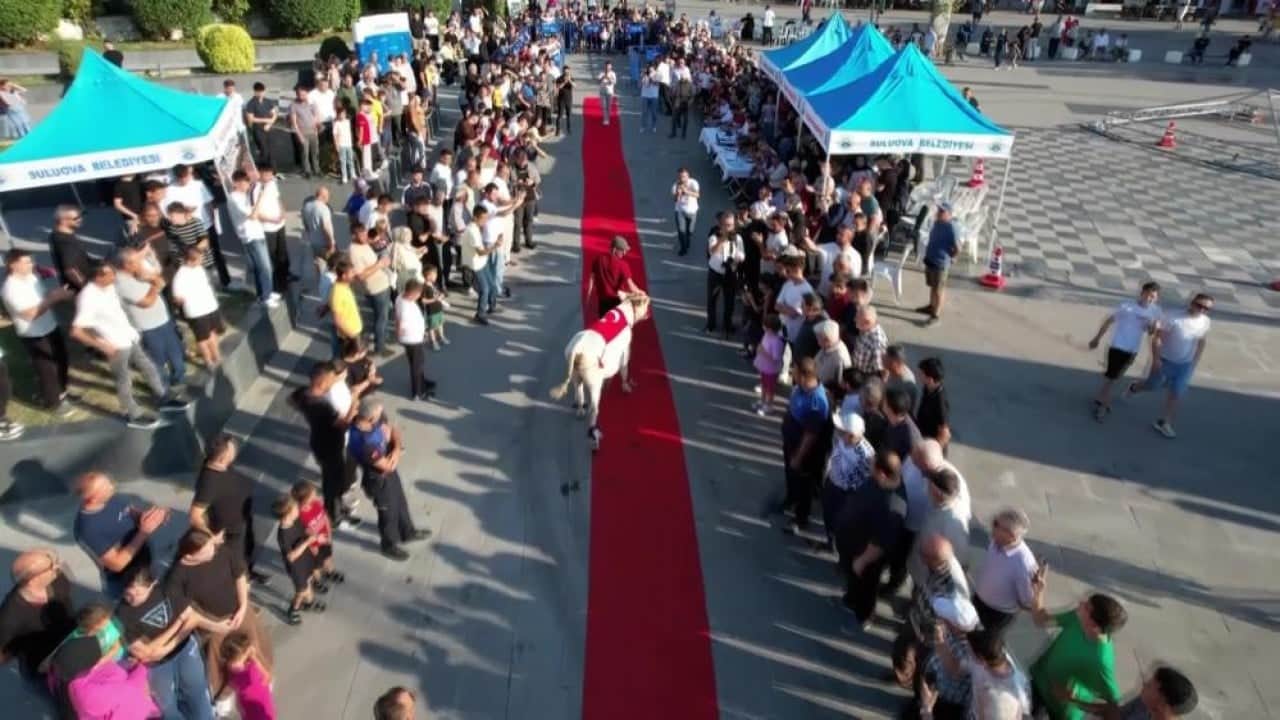Foto - Bu defa boğalar kırmızı halıda boy gösterdi