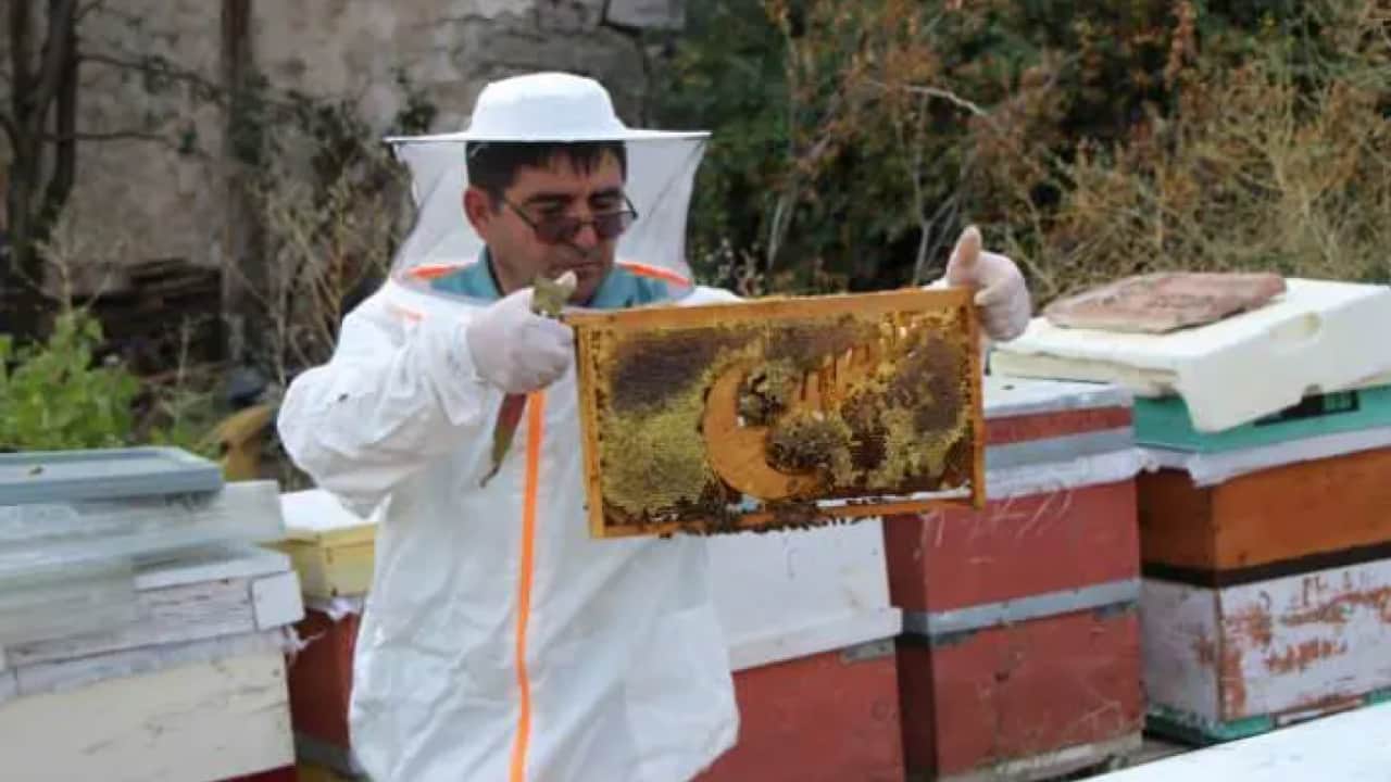 Foto - Bu defa seçimi arılar yaptı: 4 partinin anket sonuçları belli oldu!