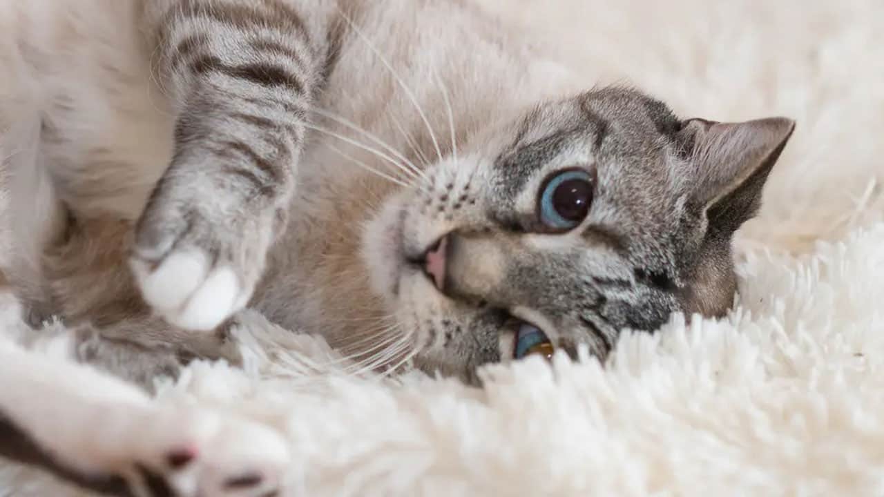 Foto - Bu detaya kulak verin! Bir kedi evde ne kadar yalnız kalabilir?