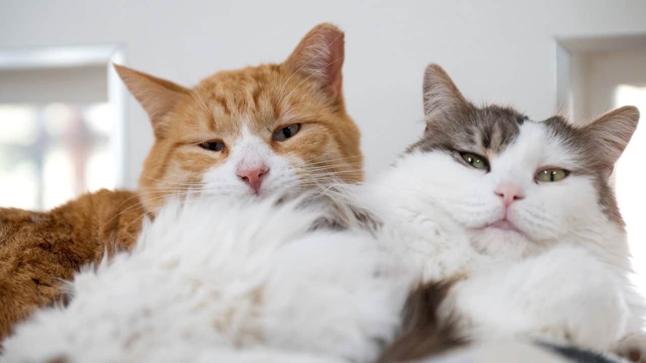 Foto - Bu detaya kulak verin! Bir kedi evde ne kadar yalnız kalabilir?