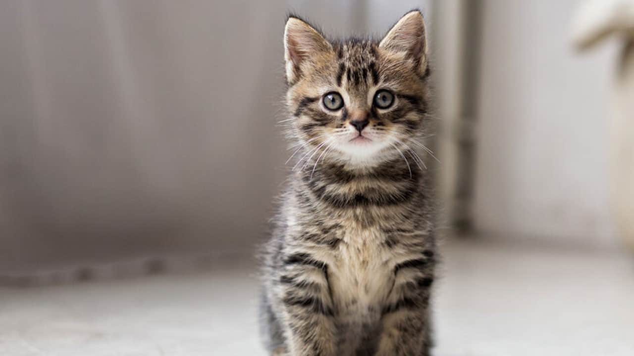 Foto - Bu detaya kulak verin! Bir kedi evde ne kadar yalnız kalabilir?