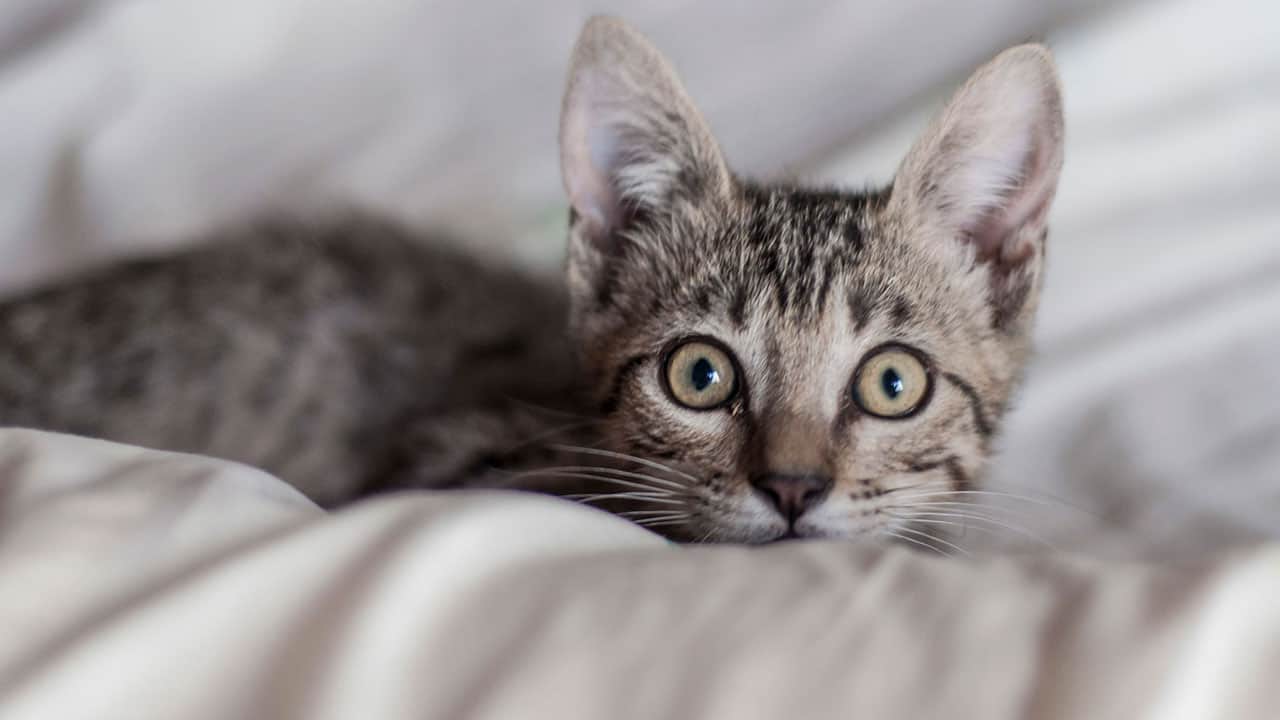 Foto - Bu detaya kulak verin! Bir kedi evde ne kadar yalnız kalabilir?
