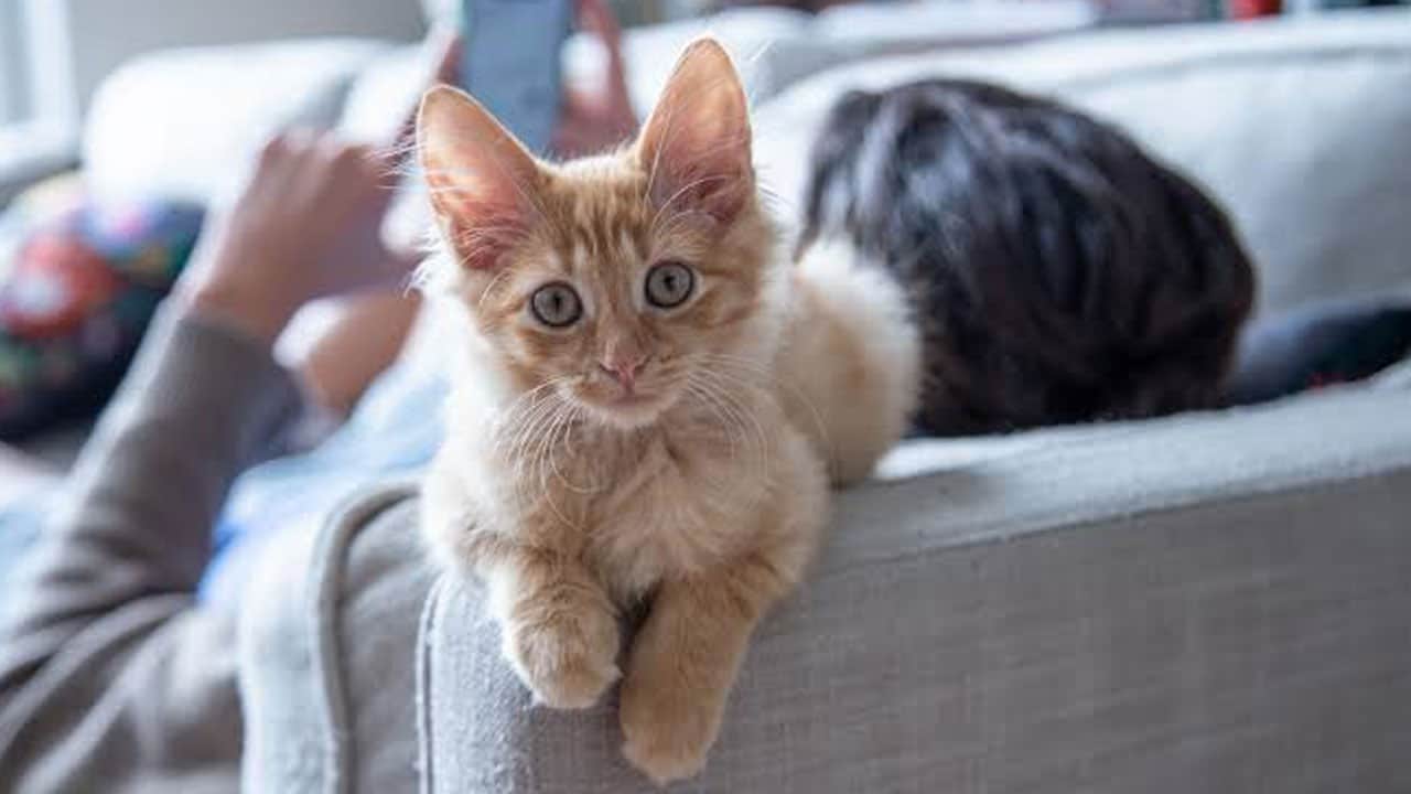 Foto - Bu detaya kulak verin! Bir kedi evde ne kadar yalnız kalabilir?