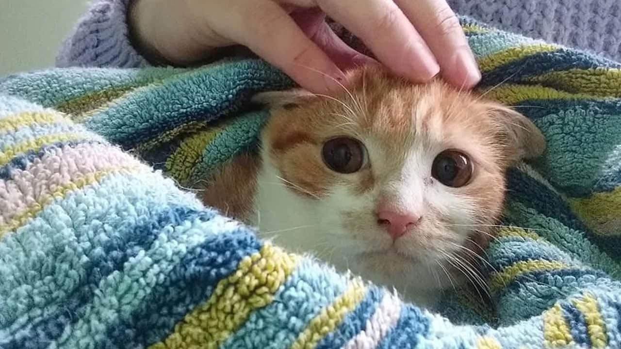 Bu detaya kulak verin! Bir kedi evde ne kadar yalnız kalabilir?