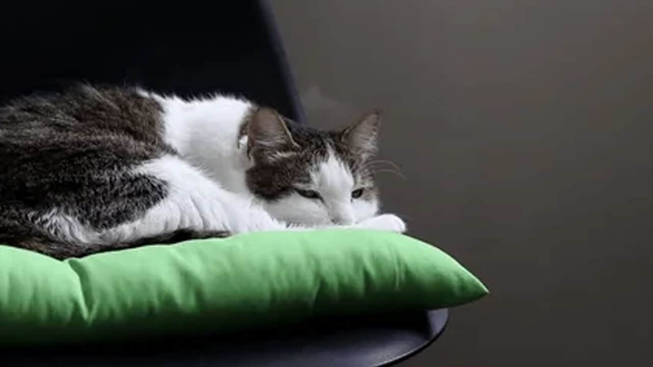 Foto - Bu detaya kulak verin: Kedi ve köpek onurlandırmak için yapılmış... 1800 yıllık tarihi mozaik