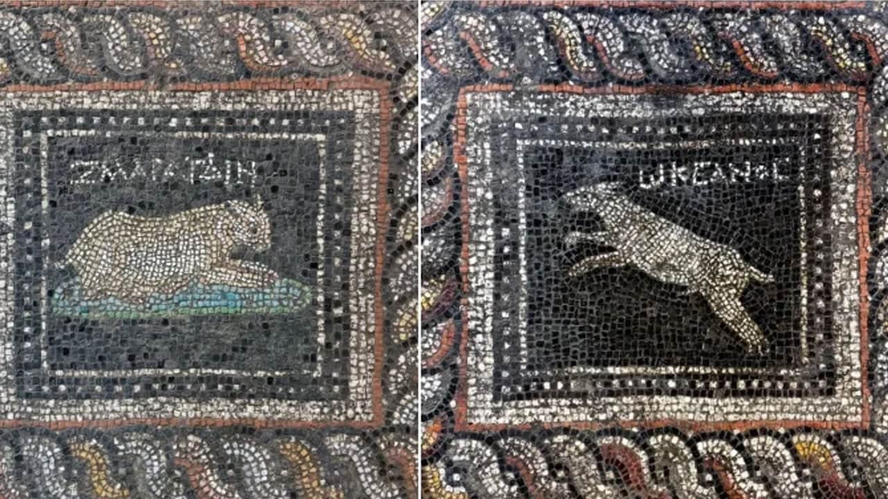 Bu detaya kulak verin: Kedi ve köpek onurlandırmak için yapılmış... 1800 yıllık tarihi mozaik