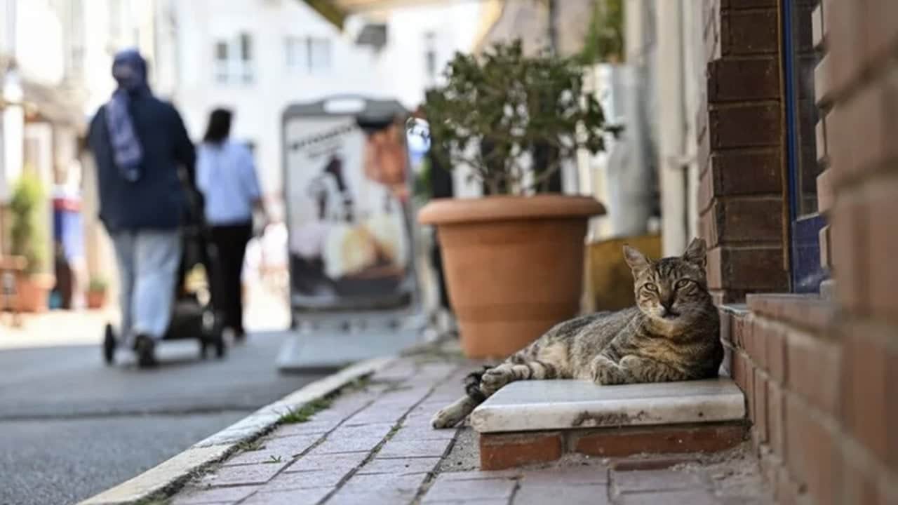 Foto - Bu harita herkesi ters köşe yaptı! İşte İstanbul’un en yaşanabilir ve yaşanamaz 20 mahallesi