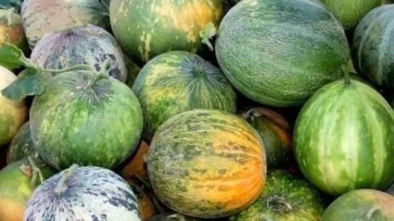 Foto - Bu kavun diğerlerinden çok farklı! ‘Çıtır Cemile’ kavunu bakın hangi ilimizde yetişiyor