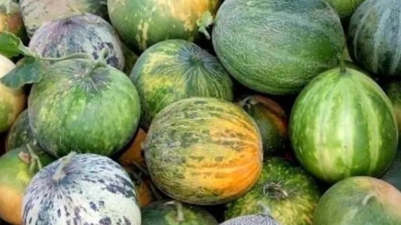 Foto - Bu kavun diğerlerinden çok farklı! ‘Çıtır Cemile’ kavunu bakın hangi ilimizde yetişiyor