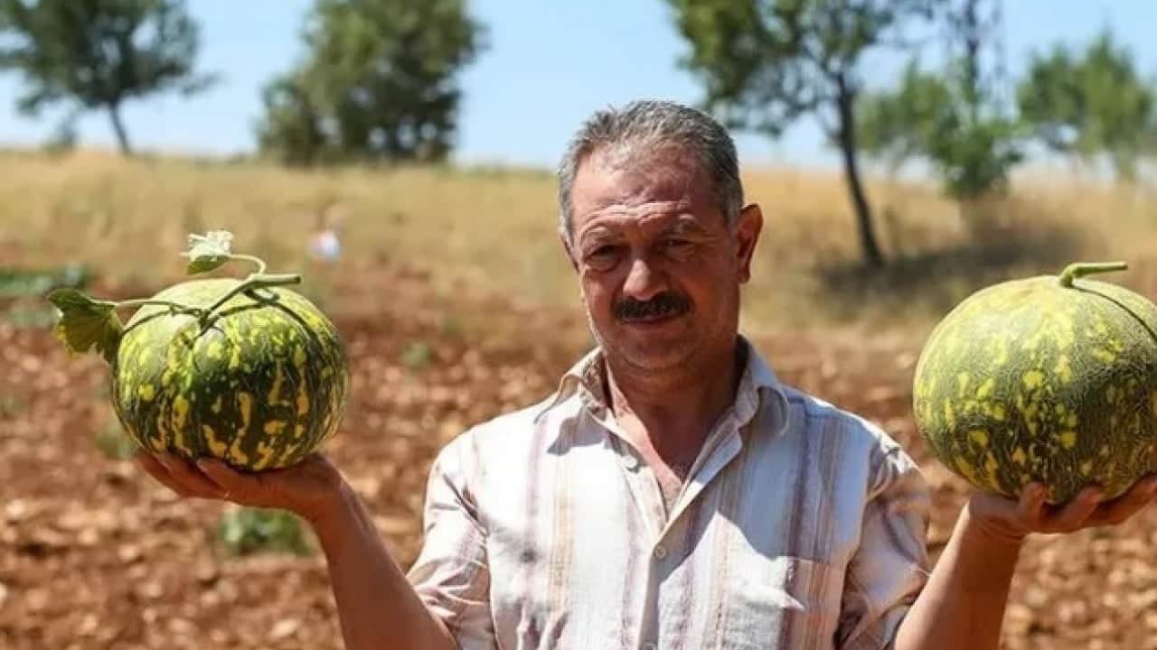 Foto - Bu kavun diğerlerinden çok farklı! ‘Çıtır Cemile’ kavunu bakın hangi ilimizde yetişiyor