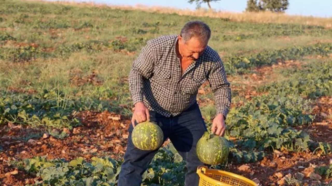 Foto - Bu kavun diğerlerinden çok farklı! ‘Çıtır Cemile’ kavunu bakın hangi ilimizde yetişiyor
