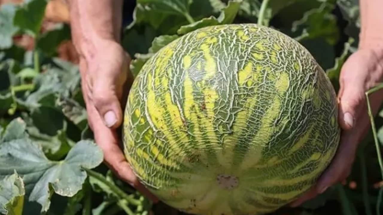 Foto - Bu kavun diğerlerinden çok farklı! ‘Çıtır Cemile’ kavunu bakın hangi ilimizde yetişiyor