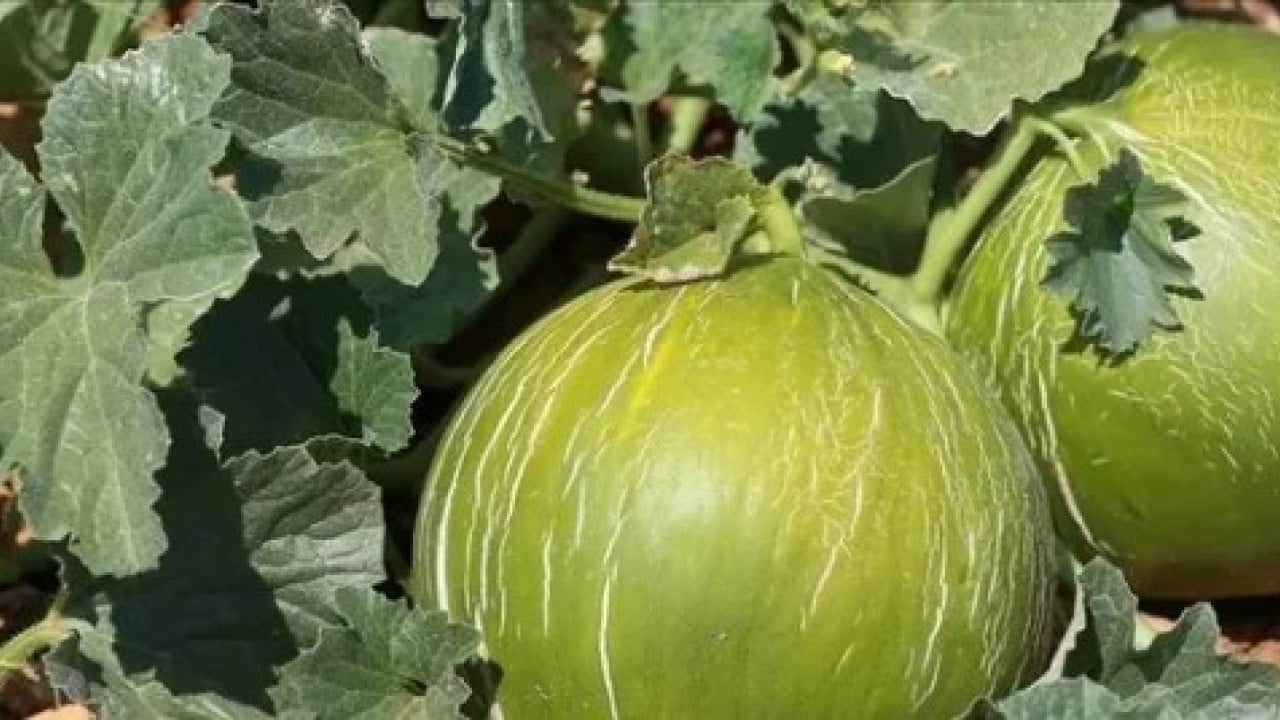 Foto - Bu kavun diğerlerinden çok farklı! ‘Çıtır Cemile’ kavunu bakın hangi ilimizde yetişiyor