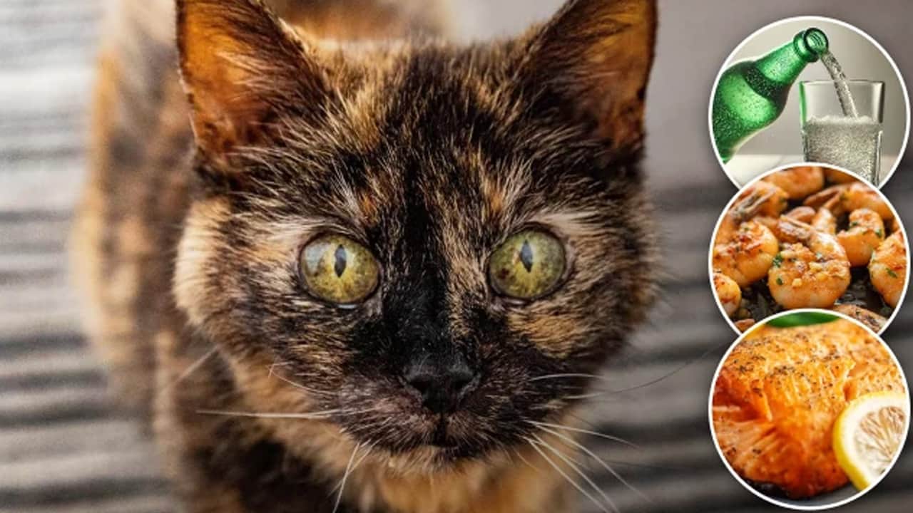Foto - Bu kez keşif yolculuğunda 31 yaşına basan kedi var! Gündeme oturdu: Sadece 3 gıdayla besleniyor