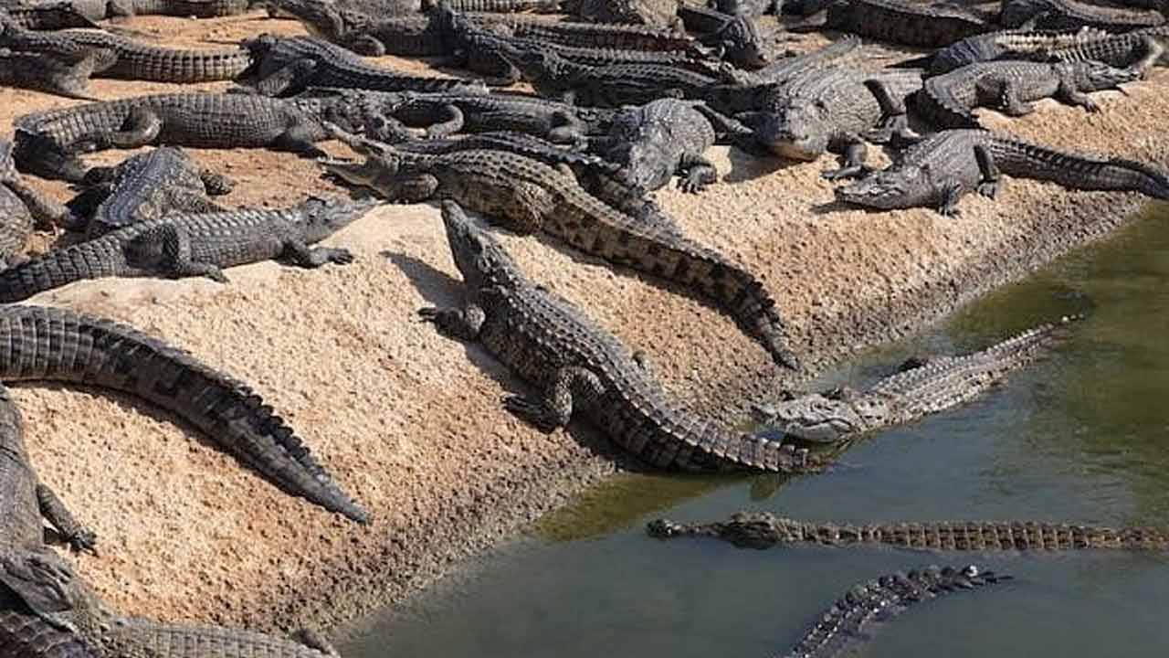 Foto - Bu nasıl bir zulüm! Müslümanları timsahlara yedirecekler!