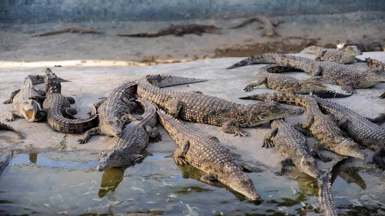 Foto - Bu nasıl bir zulüm! Müslümanları timsahlara yedirecekler!