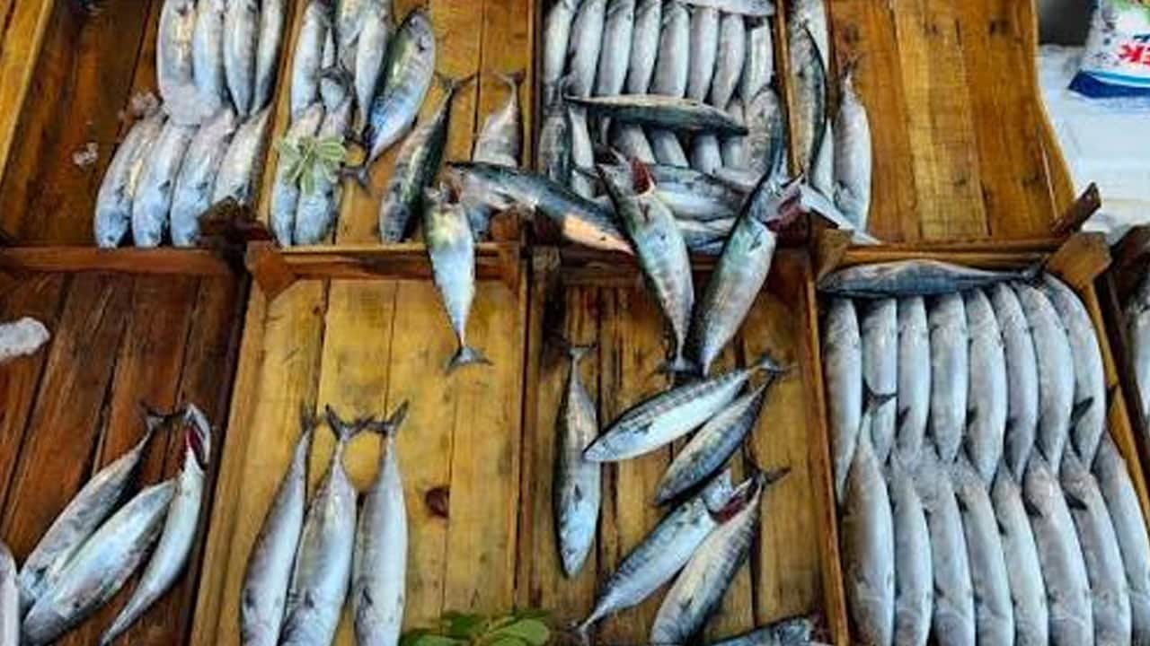 Foto - Bu sorunun yanıtı geldi: Balık satın alırken boyları kaç santim olmalı? Yetkililer uyardı! Bunu yapmayan pişman oluyor