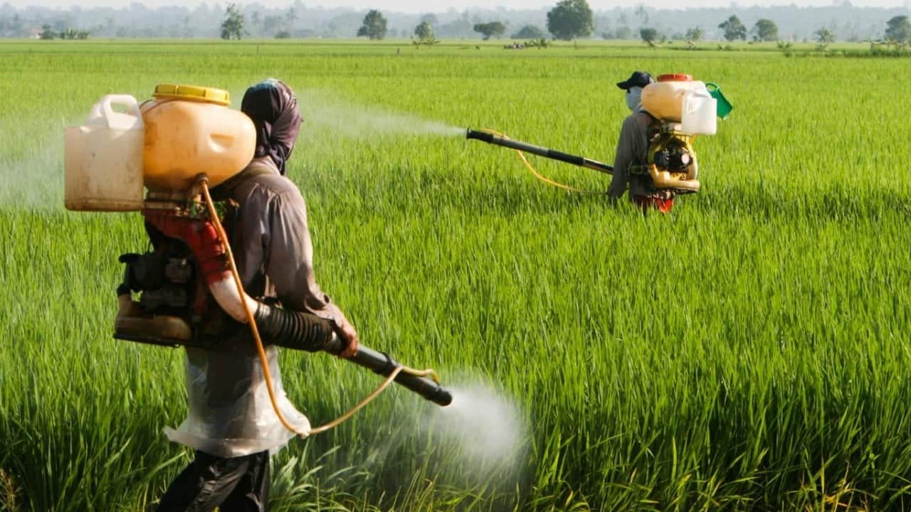 Foto - Bu zehir üreticiyi de öldürüyor tüketiciyi de! Çiftçilerin yarısının hayatı tehlikede!