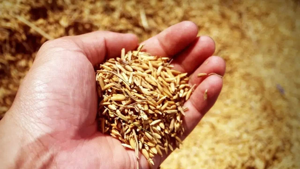 Buğday, arpa, mısır, yulaf, çavdar fiyatları: Yeni tablo belli oldu! TMO Eylül 2026 güncel hububat fiyatları... 