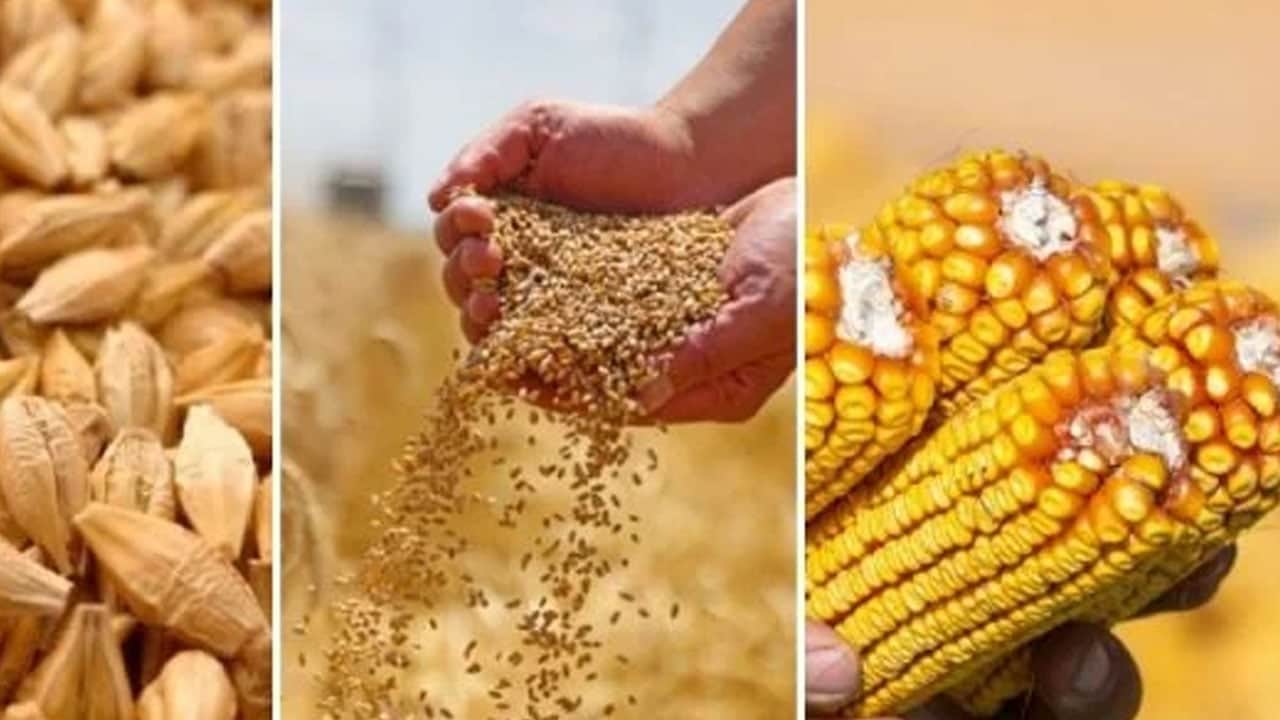 Foto - Buğday, arpa, mısır, yulaf, çavdar fiyatları: Yeni tablo belli oldu! TMO Eylül 2026 güncel hububat fiyatları... 