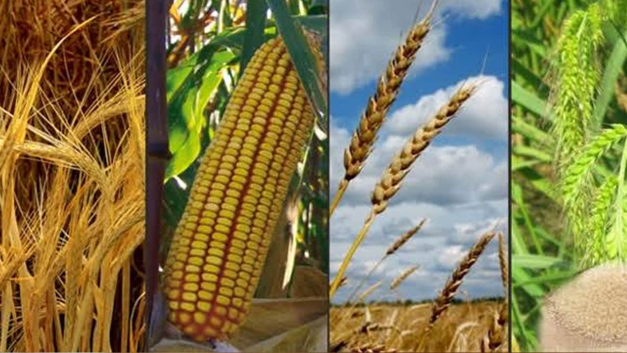 Foto - Buğday, arpa, mısır, yulaf, çavdar fiyatları: Yeni tablo belli oldu! TMO Eylül 2026 güncel hububat fiyatları... 