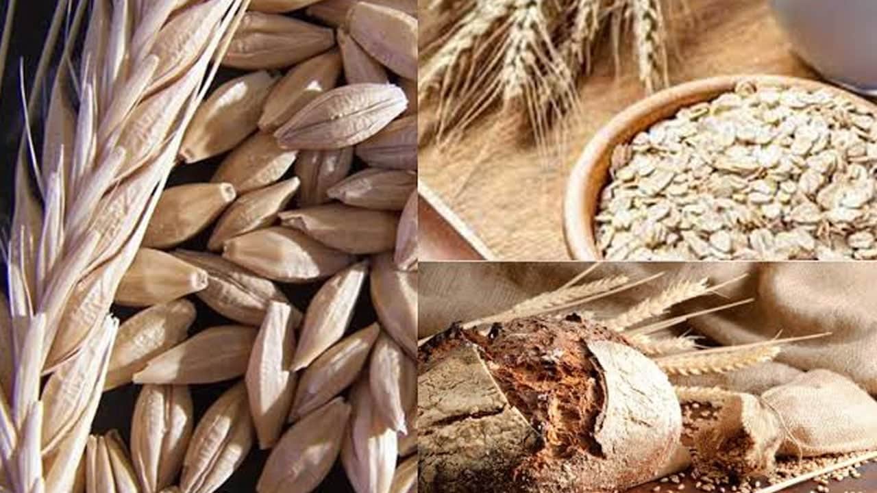Foto - Buğday, arpa, mısır, yulaf, çavdar fiyatları: Yeni tablo belli oldu! TMO Eylül 2026 güncel hububat fiyatları... 