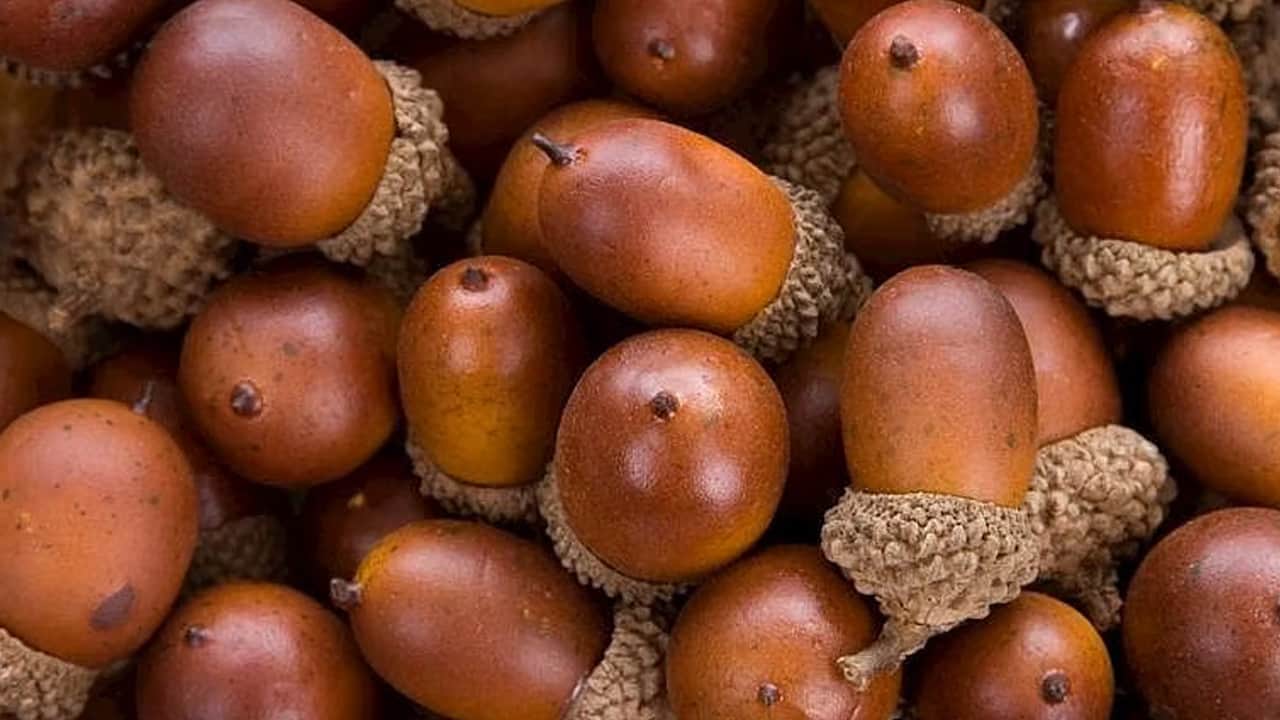 Foto - Bunu duyan birçok kadın çantasında orman meyvesi taşıyor: Dikkat çeken bilinmeyen mucize... Ne parfüm ne de kolye