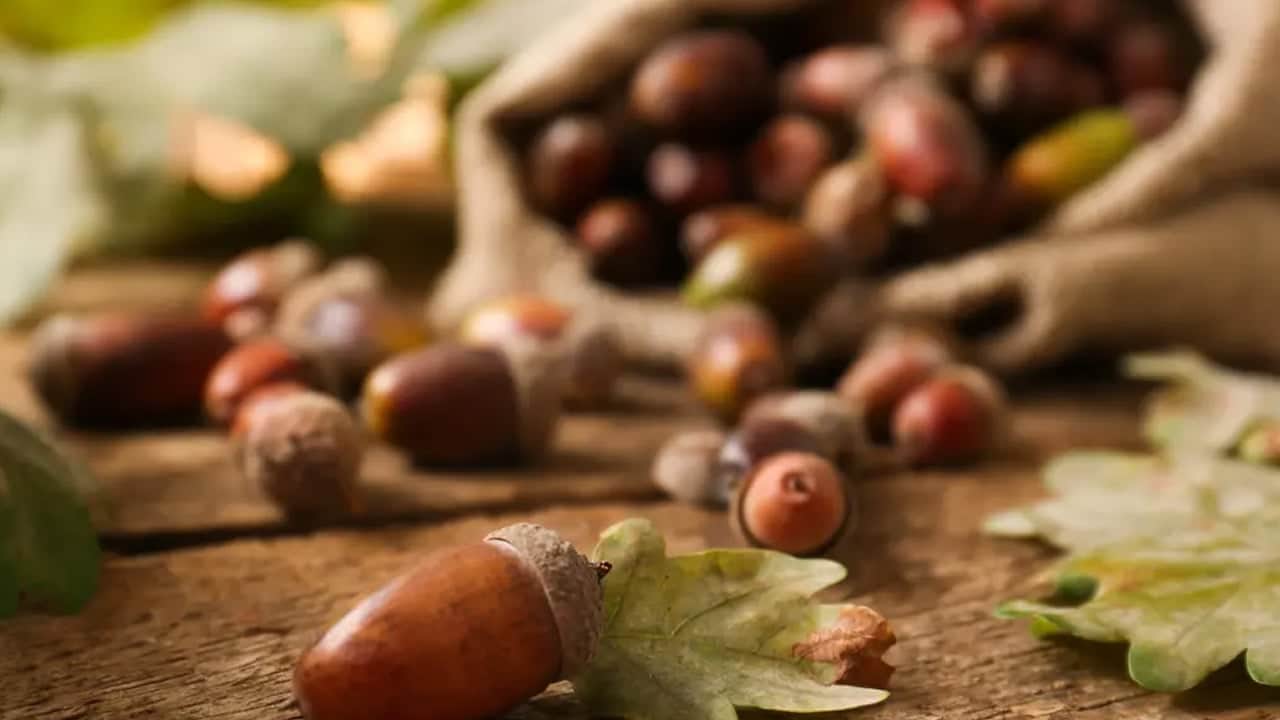 Bunu duyan birçok kadın çantasında orman meyvesi taşıyor: Dikkat çeken bilinmeyen mucize... Ne parfüm ne de kolye