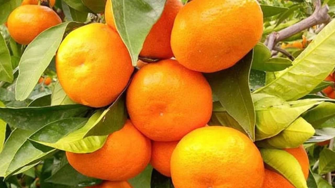 Foto - Mandalinayı alırken bunu yapın, pişman olmayın: ekşi çıkmasını önlemek için bu noktaya artık dikkat edilmeli!