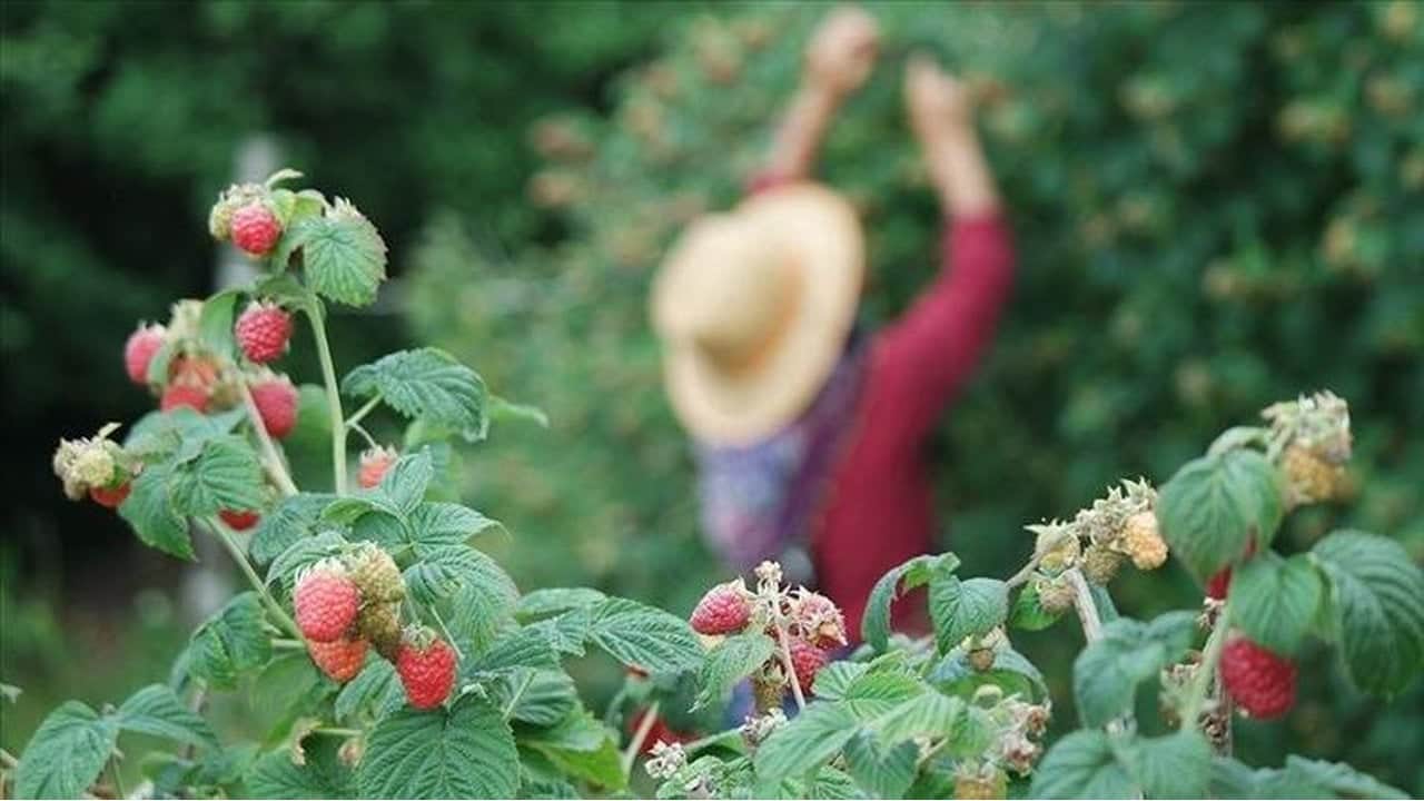 Foto - "Burada asla yetişmez" diyenlere inat başardı, kıraç toprağı çeşmeye çevirdi! Şimdi paraya para demiyor