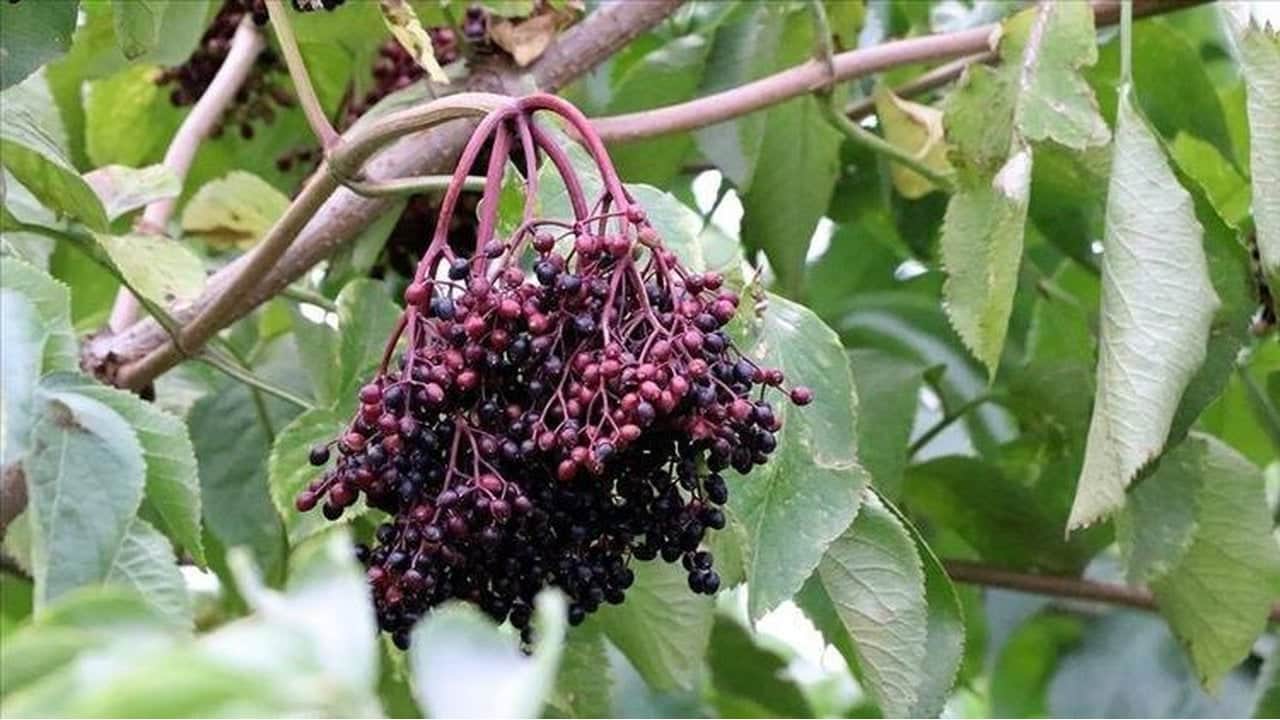 Foto - "Burada asla yetişmez" diyenlere inat başardı, kıraç toprağı çeşmeye çevirdi! Şimdi paraya para demiyor
