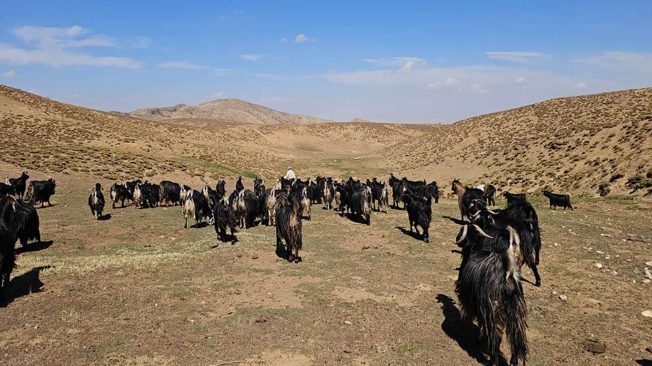 Foto - Bursa'daki ekonomik krizden kaçtı! Köyüne dönüp 2 bin 500 rakımlı dağlarda yeniden hayata tutundu!
