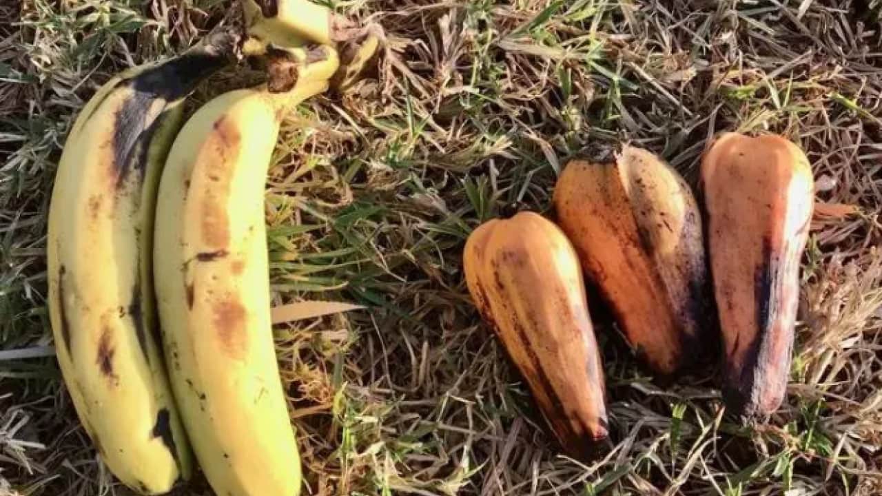 Foto - Bütün açları doyurmaya yeter: İşte iklim krizine çare olacak besin!