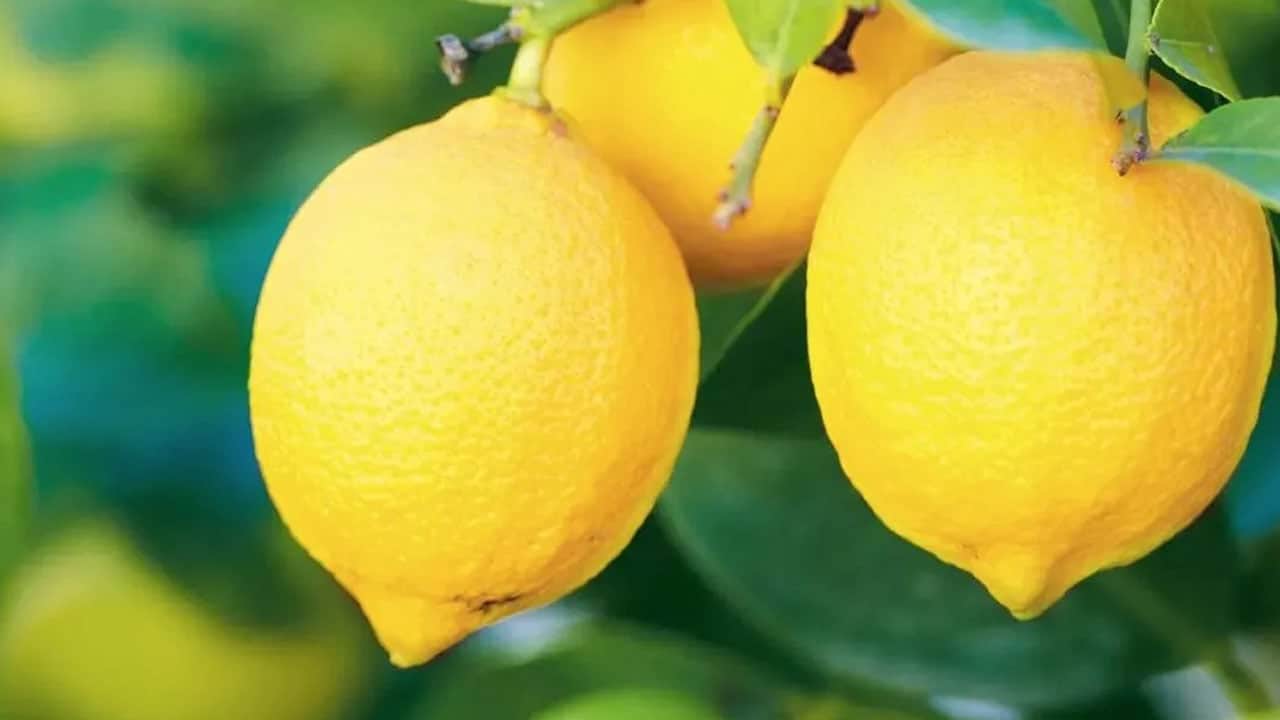 Foto - Doğal C vitamini deposu ama... Maden suyu: Toksin temizleyici görmek doğru değil, öyle bir zarar ki...