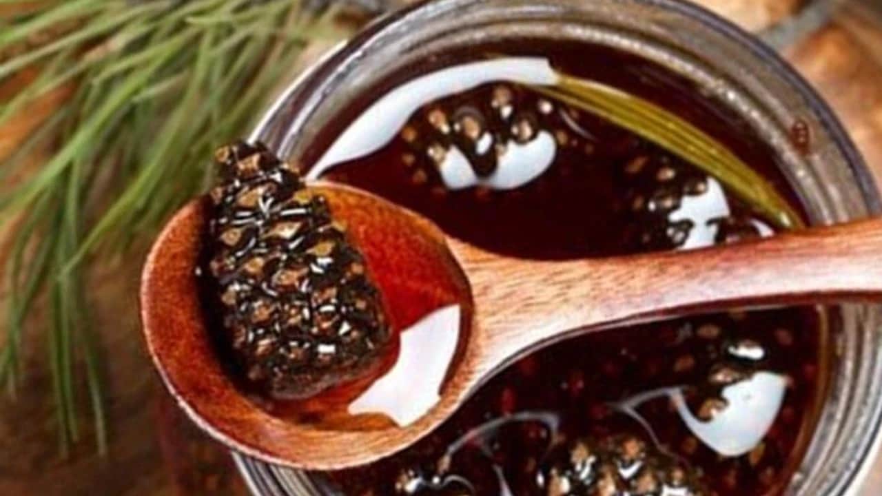 Foto - Çam kozalağı suyunun gizli gücü: Bilinmeyen mucizeleri, ciddi sonuçları var... Şaşırtan etkileriyle sonuç muhteşem! 