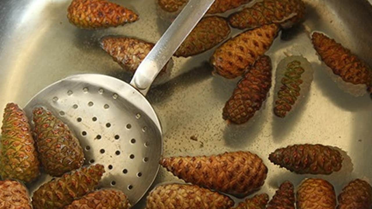 Foto - Çam kozalağı suyunun gizli gücü: Bilinmeyen mucizeleri, ciddi sonuçları var... Şaşırtan etkileriyle sonuç muhteşem! 