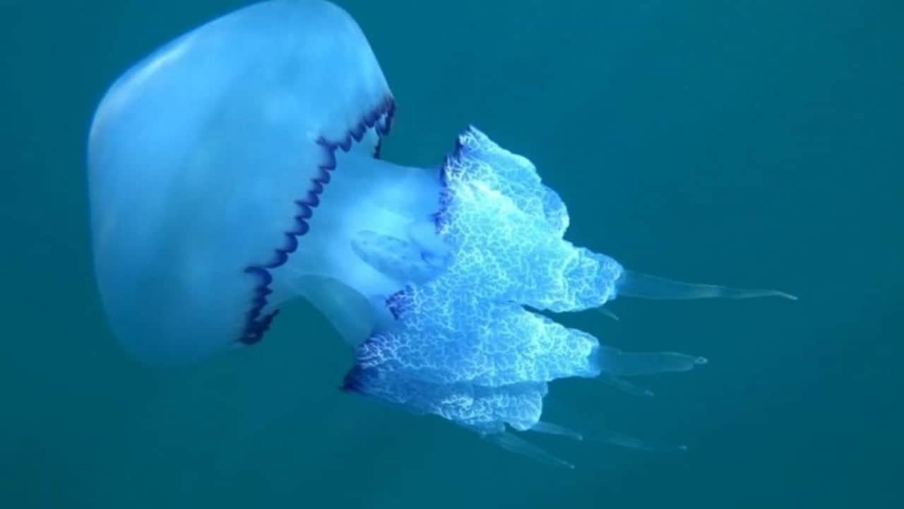 Çanakkale'de mavi denizanaları alarmı! Uzmanlardan kritik uyarı