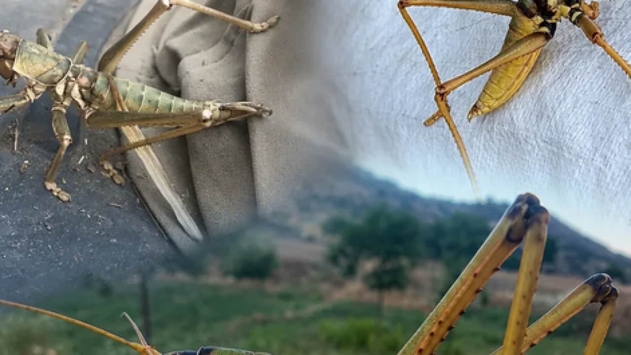 Çekirgeleri tarladan uzak tutan bu etkili ilaçla çıkar... Kimyasallara para vermeyin, benzeri yok