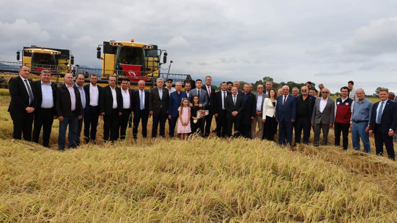 Foto - Çeltikte hasat başladı: Dönümde 900 kilo verim sevindirdi