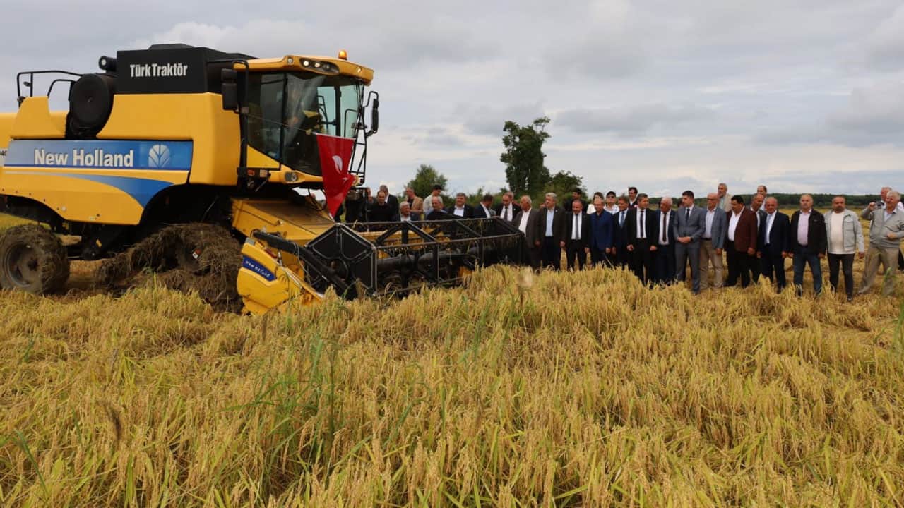 Foto - Çeltikte hasat başladı: Dönümde 900 kilo verim sevindirdi