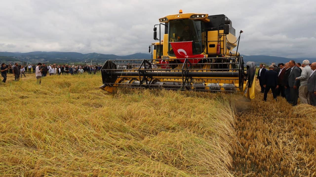 Foto - Çeltikte hasat başladı: Dönümde 900 kilo verim sevindirdi