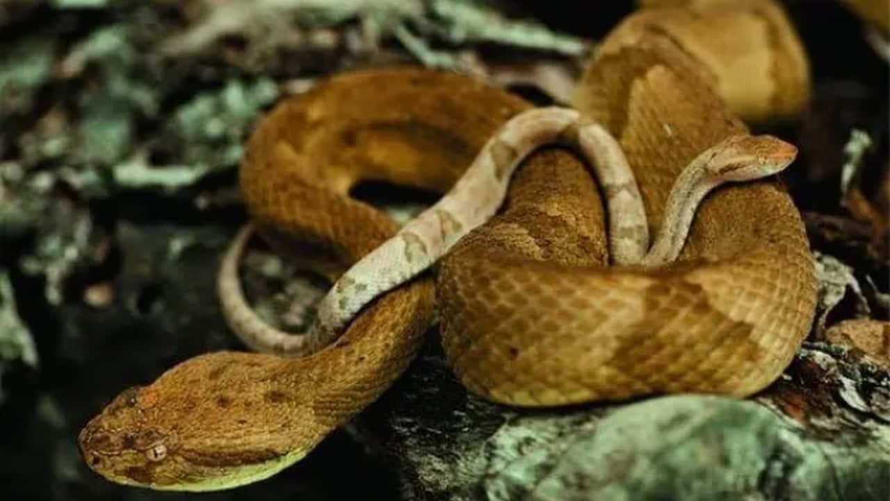 Foto - Cennet gibi göründüğüne bakmayın! Ölüm saçan yılanların mesken tuttuğu o ada sivil girişine yasaklandı