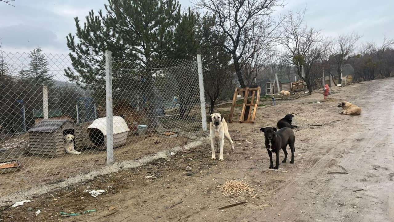 Foto - CHP’li sözde hayvanseverler meydana buyurun? Mansur’un barınağındaki çöpten ölü köpekler çıktı