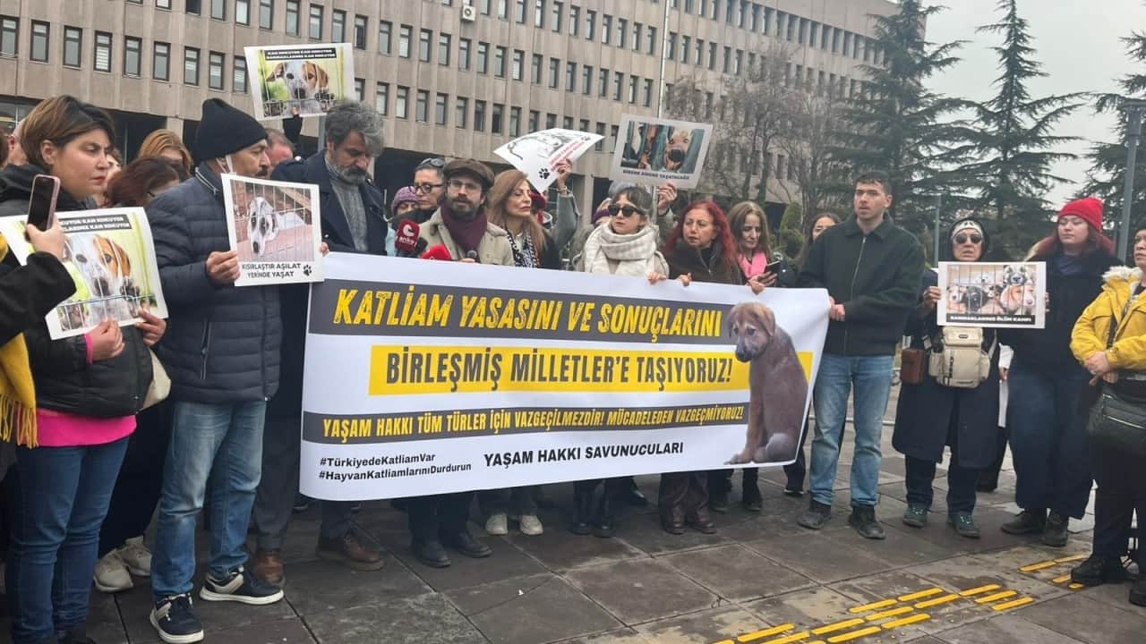 Foto - CHP’li sözde hayvanseverler meydana buyurun? Mansur’un barınağındaki çöpten ölü köpekler çıktı
