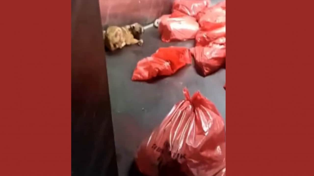 Foto - CHP’li sözde hayvanseverler meydana buyurun? Mansur’un barınağındaki çöpten ölü köpekler çıktı