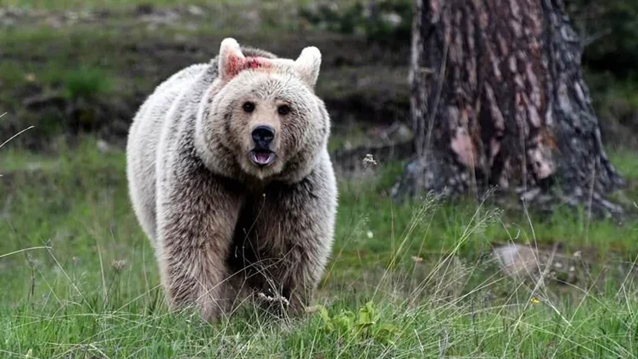 Foto - Çiftçi kürekle mücadele ederek kurtuldu! Ayı saldırısında ölümden döndü
