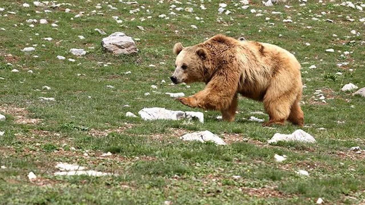 Foto - Çiftçi kürekle mücadele ederek kurtuldu! Ayı saldırısında ölümden döndü