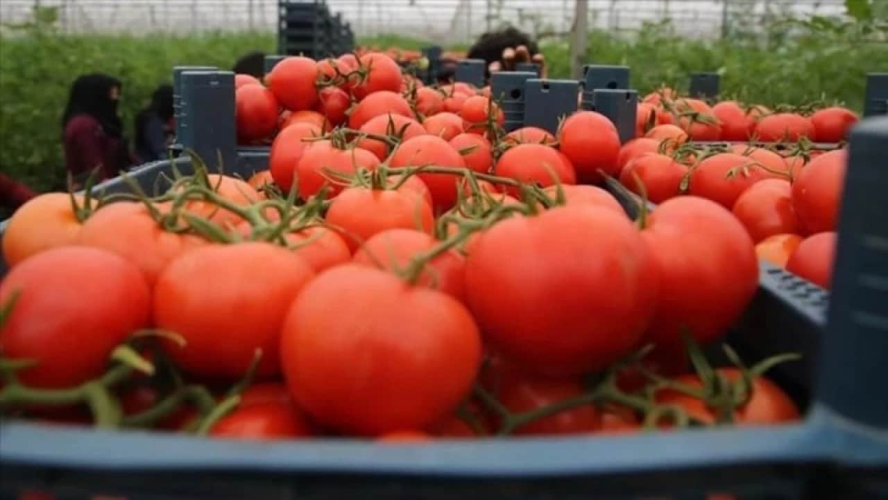 Foto - Çiftçilerden şok eden tehdit: Bir sene ekmeyiz